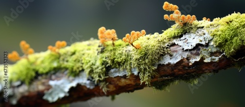 Closeup of lichen covered tree trunk as a natural backdrop