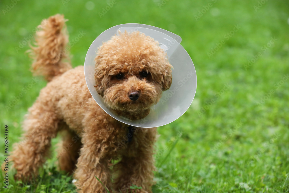 Cute Maltipoo dog with Elizabethan collar on green grass outdoors, space for text Cute Maltipoo dog with Elizabethan collar on green grass outdoors, space for text