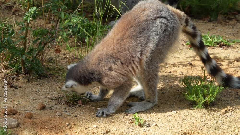 Close up view of a ring-tailed lemur eating weeds from the ground Close up view of a ring-tailed lemur eating weeds from the ground