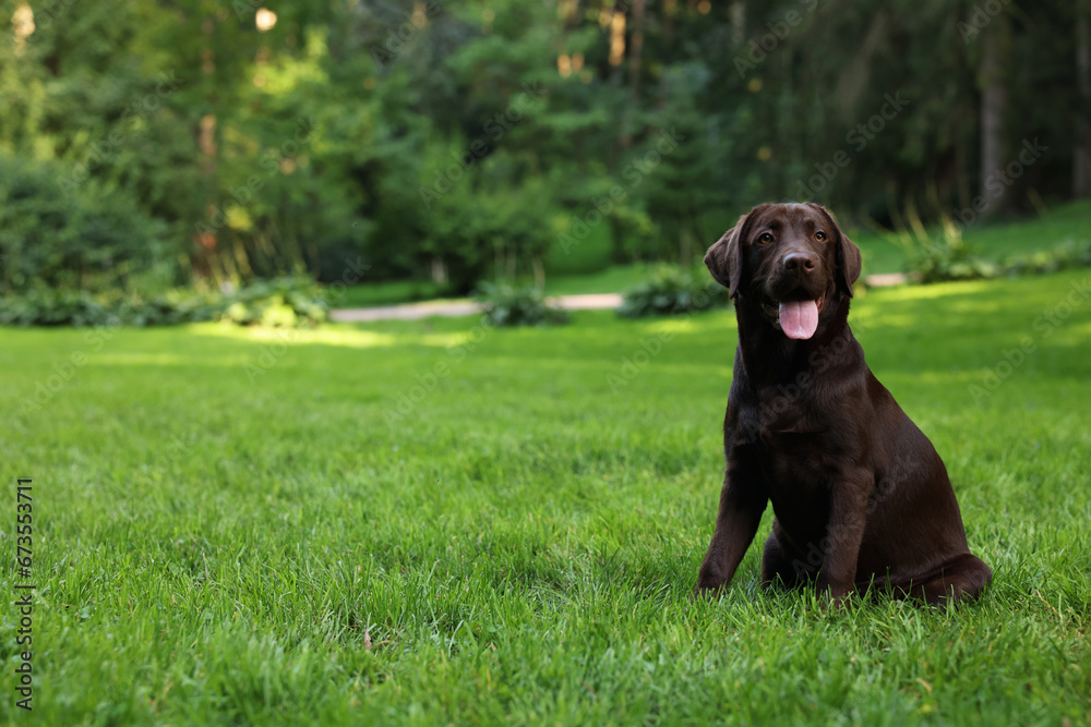 Adorable Labrador Retriever dog sitting on green grass in park, space for text Adorable Labrador Retriever dog sitting on green grass in park, space for text