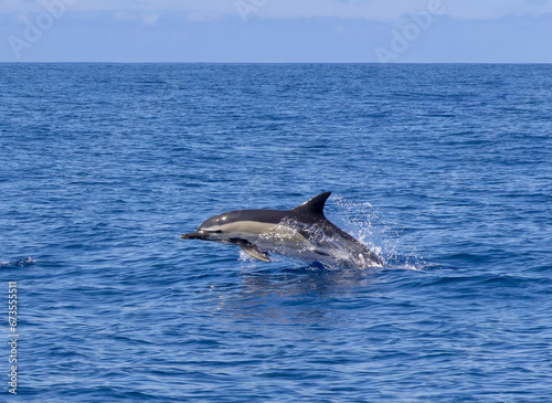 Dolphin Short Beaked Common Portugal