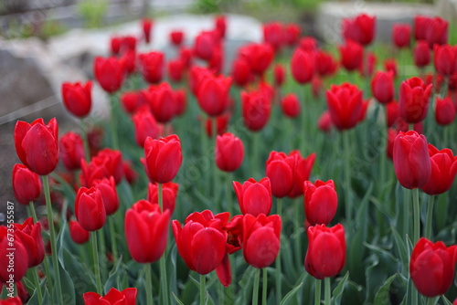 Field of red vibrant tulips in a park.