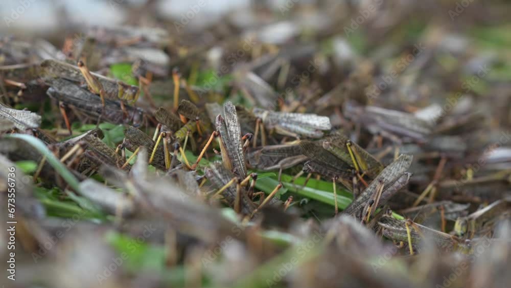 Close-up. Millions of brown locust swarms plague decimating crops in Africa linked to Global warming, Climate change, Climate emergency Close-up. Millions of brown locust swarms plague decimating crops in Africa linked to Global warming, Climate change, Climate emergency