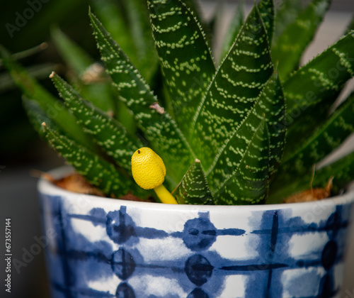 cactus in a pot © Rican Thai Family