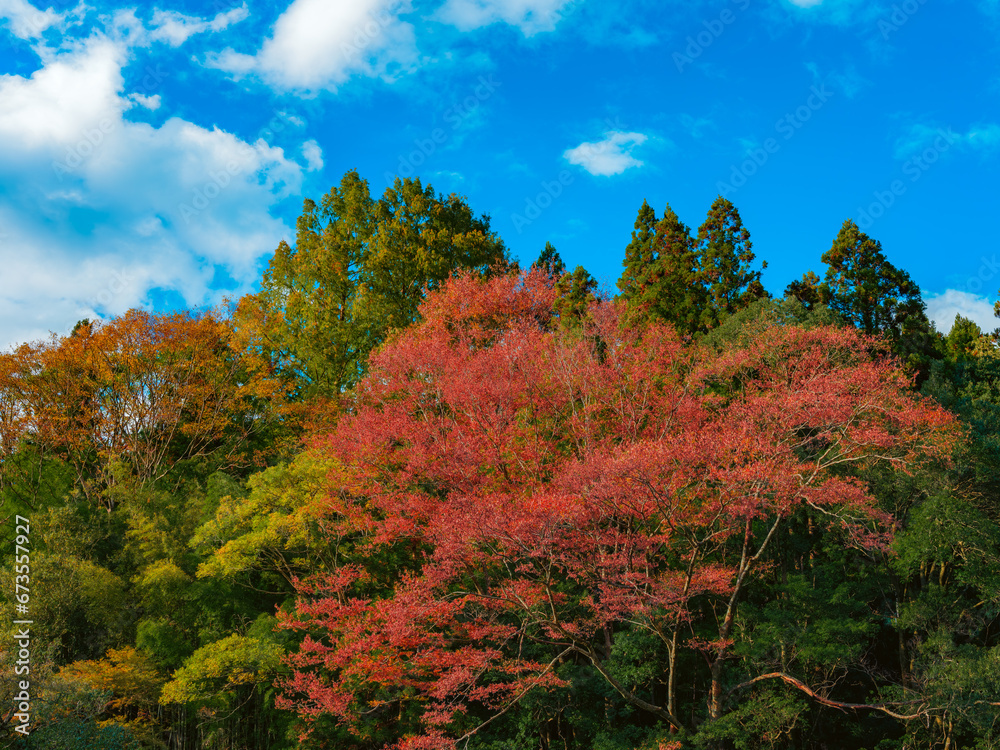 Beautiful landscape of red maple leaves in a forest in autumn or fall, Travel or outdoor, High resolution over 50MP