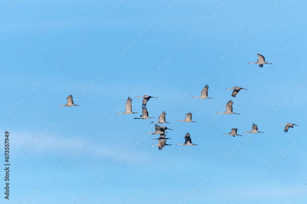 A flock of migrating Sandhill Cranes flying in formation across a clear blue sky.
