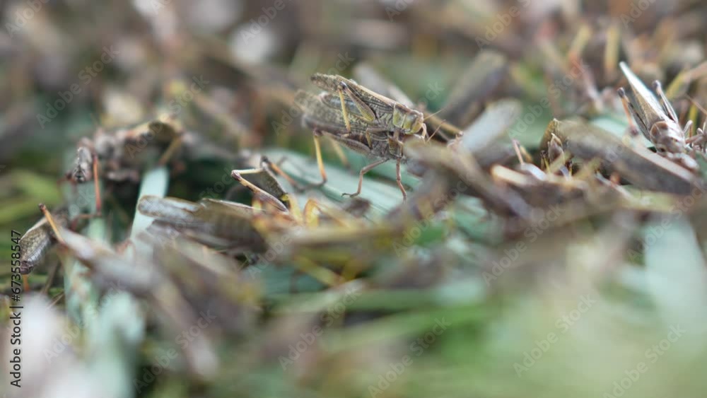 Close-up. Millions of brown locust swarms plague decimating crops in Africa linked to Global warming, Climate change, Climate emergency Close-up. Millions of brown locust swarms plague decimating crops in Africa linked to Global warming, Climate change, Climate emergency