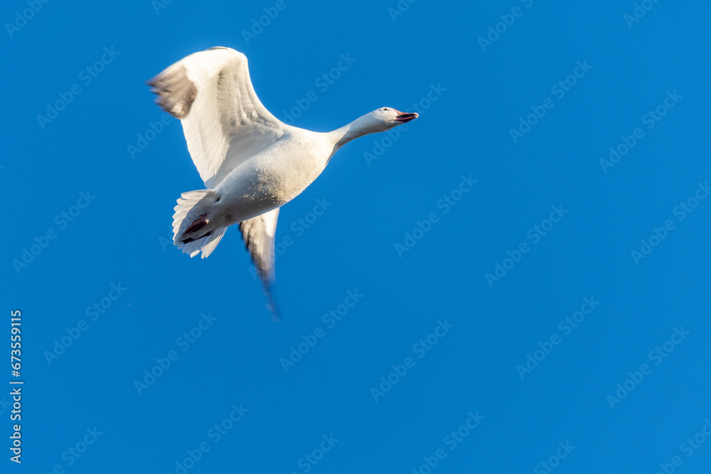 Obraz premium A solitary snow goose flies into a vibrant, clear blue sky.
