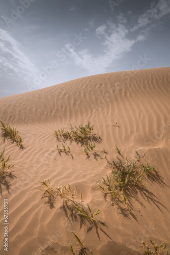Vertical image of the grass growing in the desert of Inner Mongolia, China