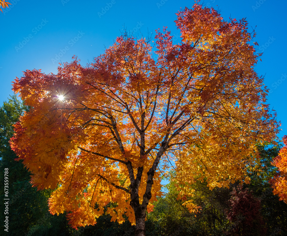 Sun Star through the Autumn Fall Tree