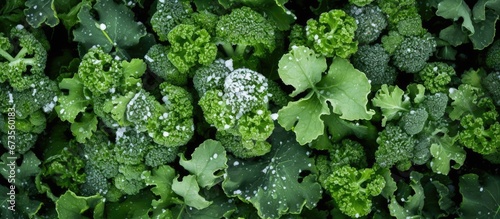 Organic broccoli grown in a raised garden bed near Dallas Texas America is covered in snow This top view showcases the homegrown vegetable flourishing in cool weather and enduring severe wi