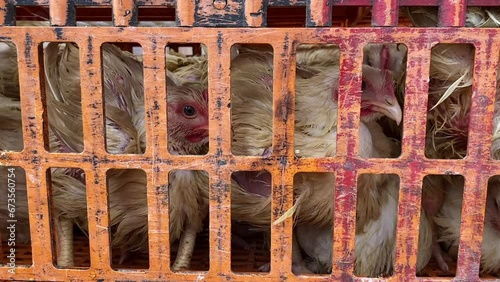 Broiler chickens in cage in south east asia, poultry animal farming welfare and cruelty photo