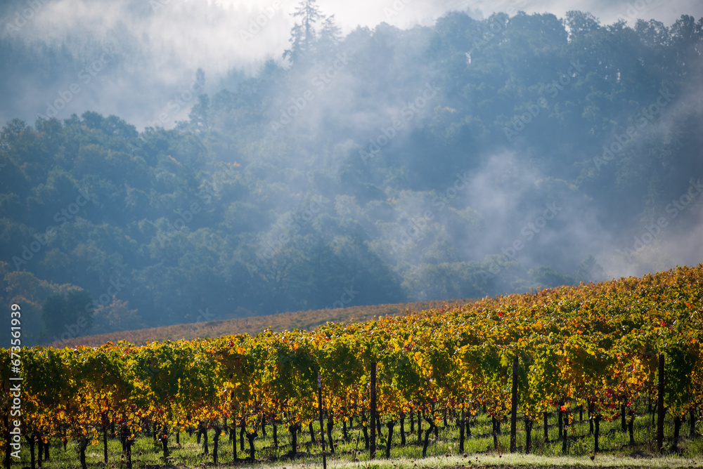 A hill of golden vines is touched by morning mist under heavy clouds in late fall in Oregon.