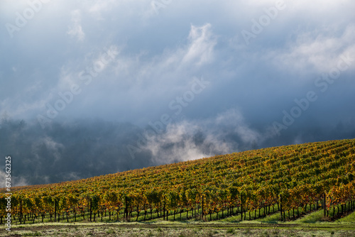 A hill of golden vines is touched by morning mist under heavy clouds in late fall in Oregon.