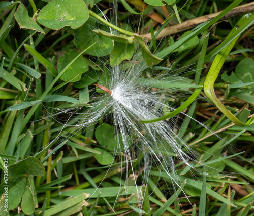 common milkweed seed photo