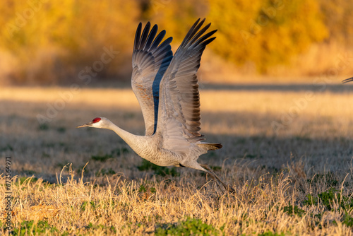 Sandhill crane preparing to take flight in a field in autumn