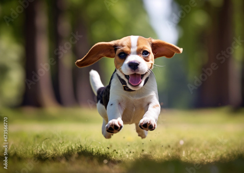 公園を走るビーグル犬
