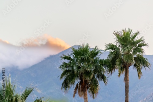 Desert Palms at sunset