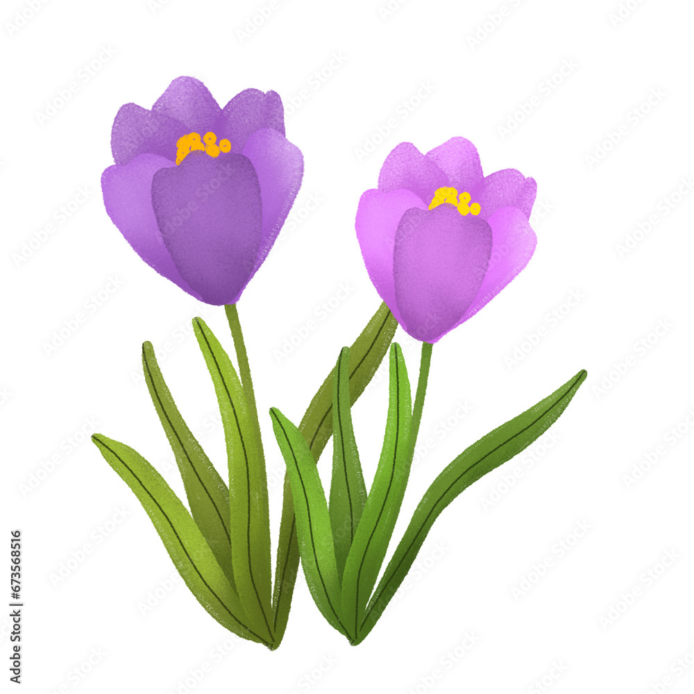 flower illustratinon flower illustratinon