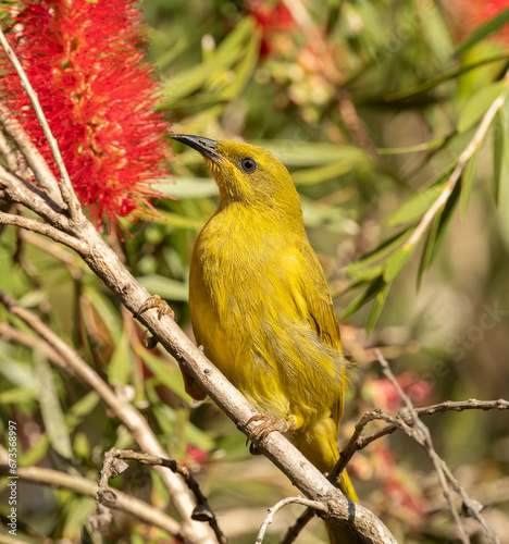 The yellow honeyeater (Stomiopera flava ) is a species of bird in the family Meliphagidae © alec