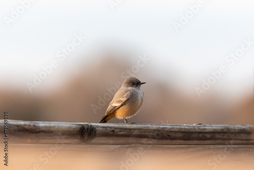 A small grey and orange bird sit on top of a weathered wooden fence, shallow focus with a smooth blurred background.