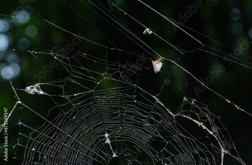 spined micrathena spider building web photo