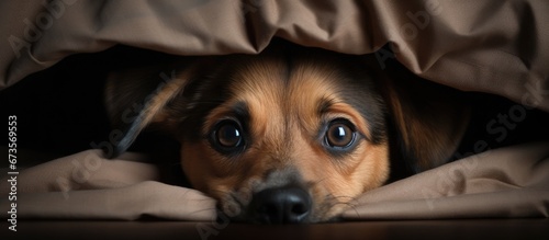 Visually impaired shelter dog