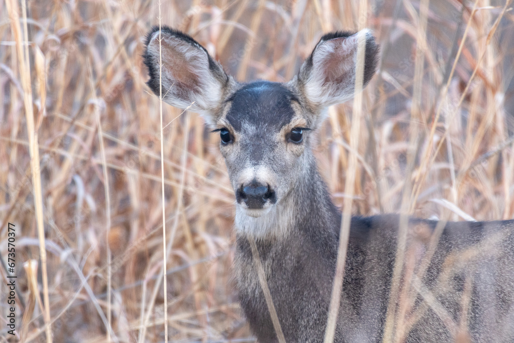 A doe mule deer, standing among the tall grass looks towards the camera at Bosque Del Apache National Wildlife Refuge in New Mexico.