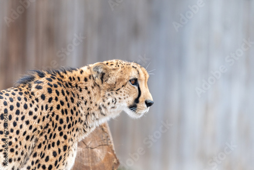African cheetah photographed in profile at the Denver Zoo, big cats, spotted, yellow, black, grey, wildlife