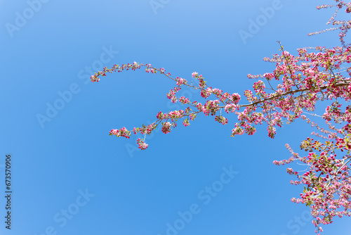 A branch filled with cherry blossoms extends out toward a pure blue sky.