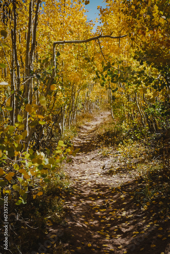 Trail through yellow aspen leaves in Colorado in Autumn