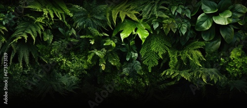 Moss and plants from the rainforest create a vibrant backdrop of green leaves