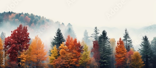 Autumn forest adorned with vibrant trees