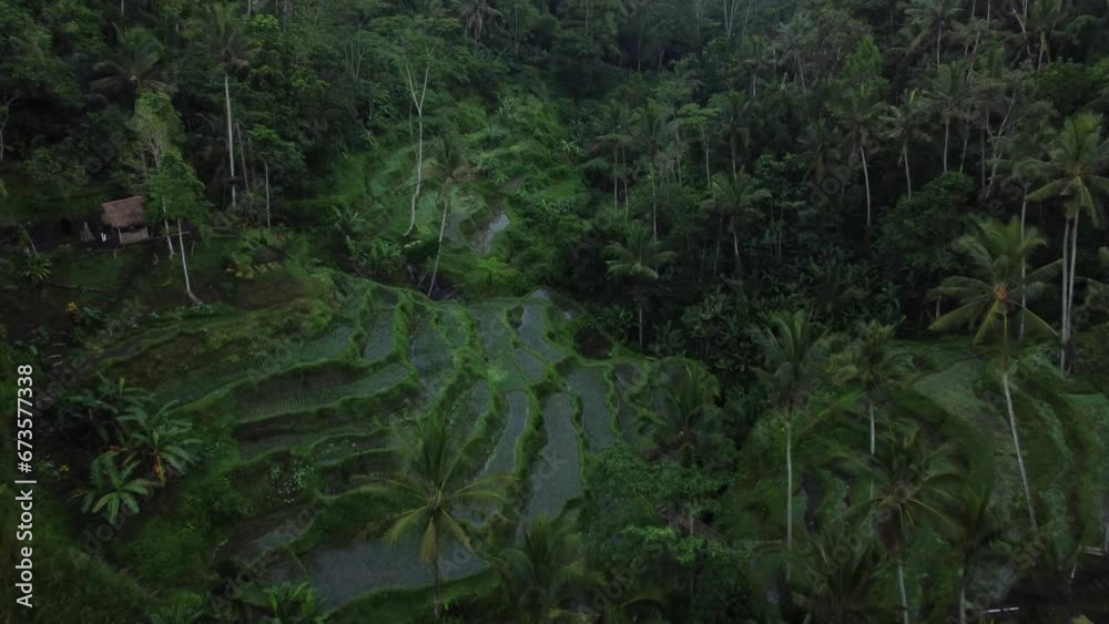 Aerial focus over rice terraces in Tegalalang Bali Indonesia. Tropical rain forest. Dusk. Aerial focus over rice terraces in Tegalalang Bali Indonesia. Tropical rain forest. Dusk.