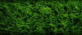 Design details of the grassy texture found in a springtime field