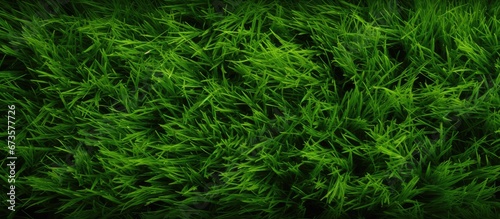 Design details of the grassy texture found in a springtime field