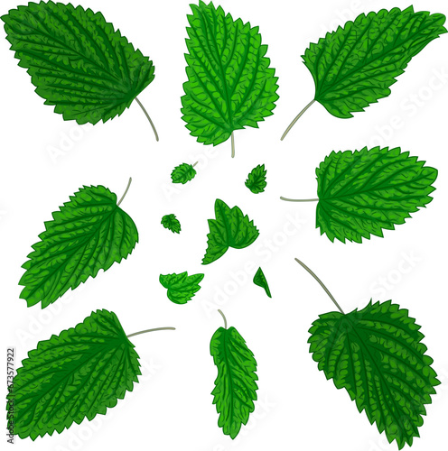 Color illustration of fresh green mint leaves. 
Vector illustration of fragrant fresh green mint leaves. Image of peppermint leaves in vector. Illustrations of herbaceous plants.