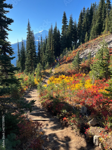 autumn in the forest