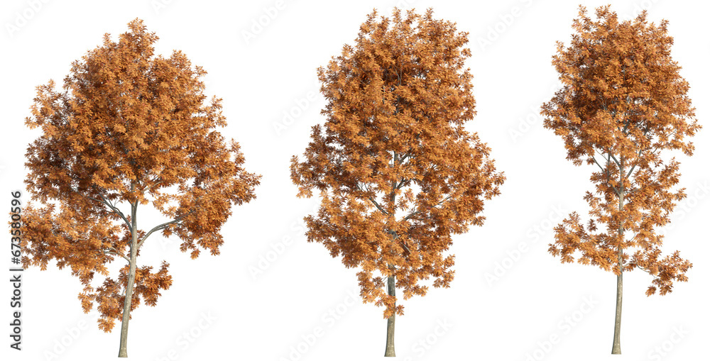 Fototapeta premium set of trees, 3D rendering, isolated on a transparent background. Perfect for illustration, digital composition, and architecture visualization