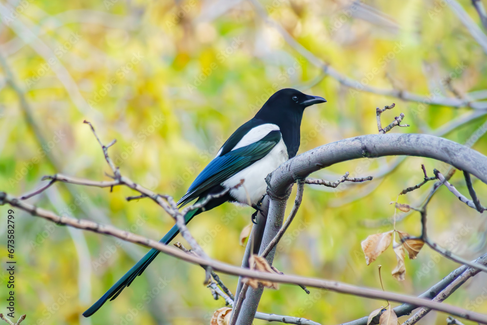 Magpie sitting on a tree