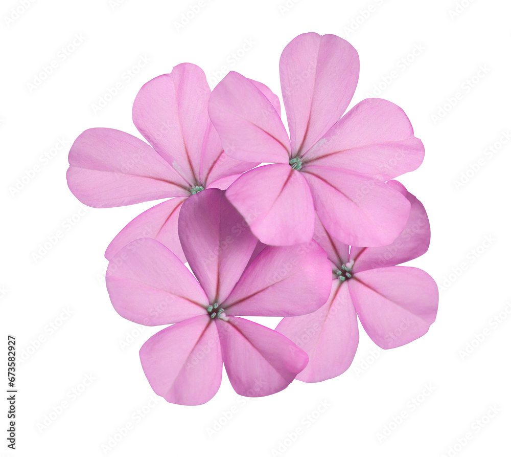 Obraz premium White plumbago or Cape leadwort flower. Close up small pink flower bouquet isolated on transparent background.