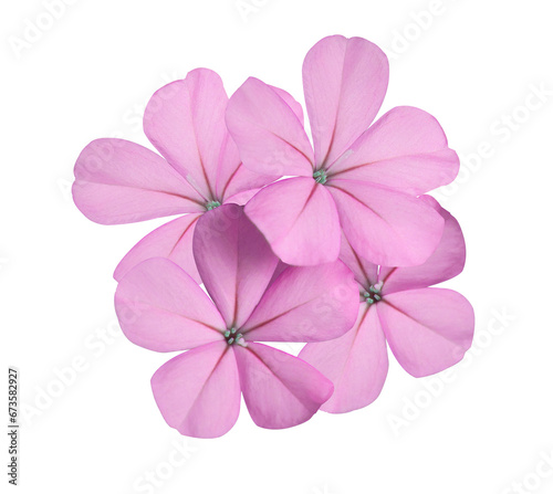 White plumbago or Cape leadwort flower. Close up small pink flower bouquet isolated on transparent background. 