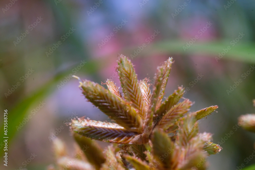 Macro Photography. Plants Close up. Macro shot of the ornamental plant Cyperus Eragrostis, growing wild along the yard. Macro Photo of Exotic Plants, photographed using a macro lens