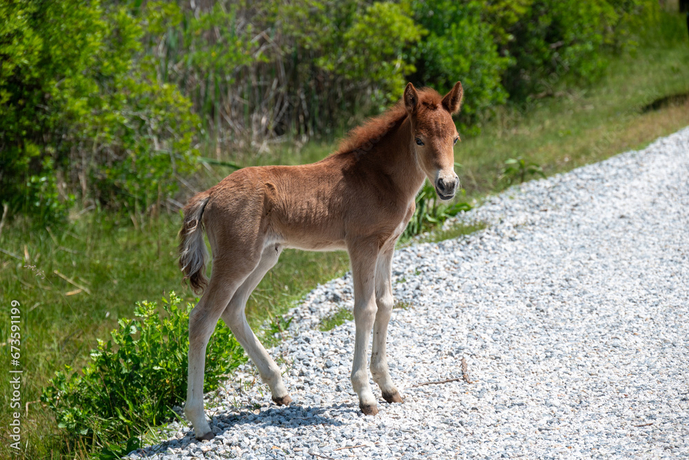 foal in the meadow foal in the meadow
