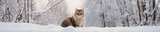 A Banner Photo of a Cat in a Winter Setting