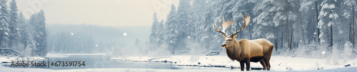 A Banner Photo of an Elk in a Winter Setting © Nathan Hutchcraft