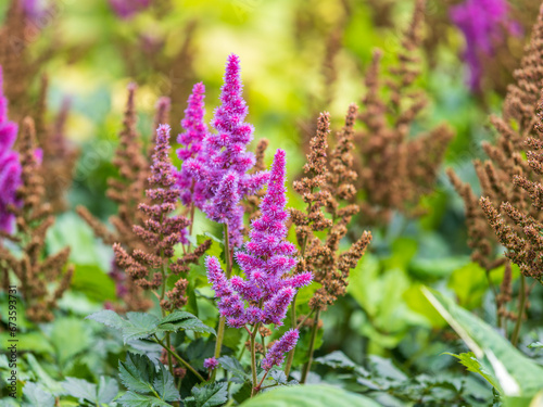 Fototapeta Naklejka Na Ścianę i Meble -  Chinese astilbe, Astilbe chinensis pumila, pink flowers in garden
