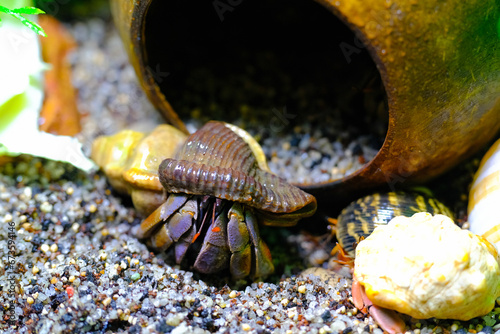 Macro Photography. Animal Close up. Macro shot of the purple land hermit crab (Coenobita brevimanus) trying to fit into a coconut shell. Shot in Macro lens photo