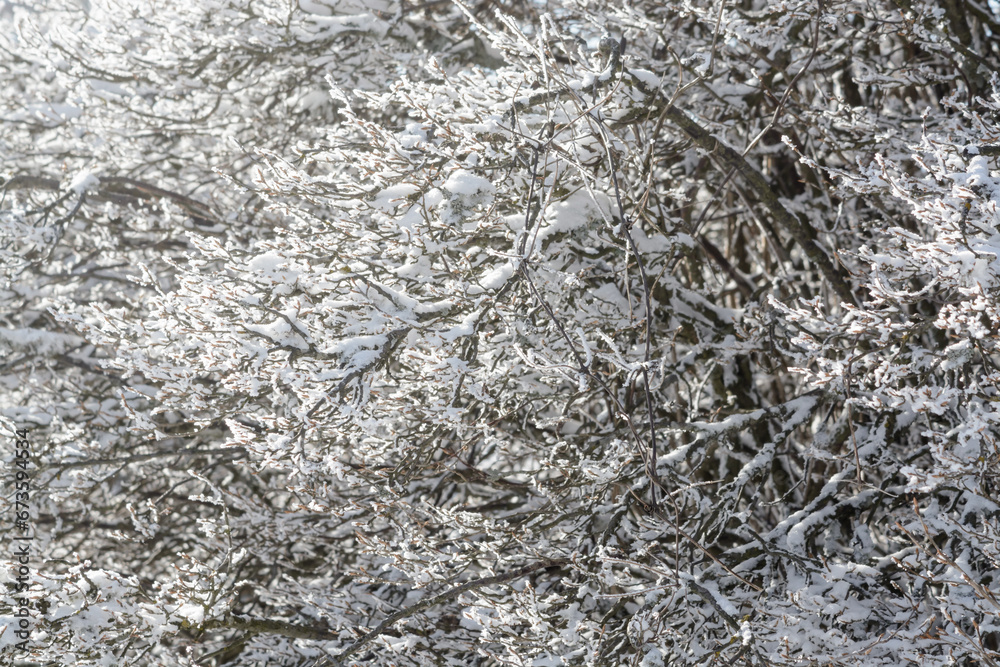 View of bush branches with frost View of bush branches with frost