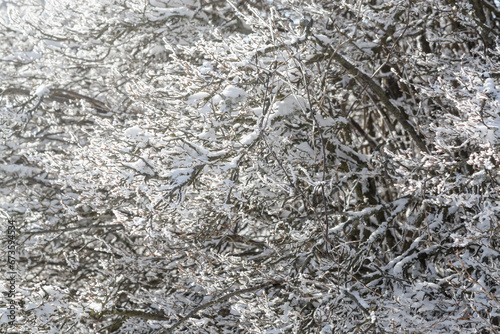 View of bush branches with frost